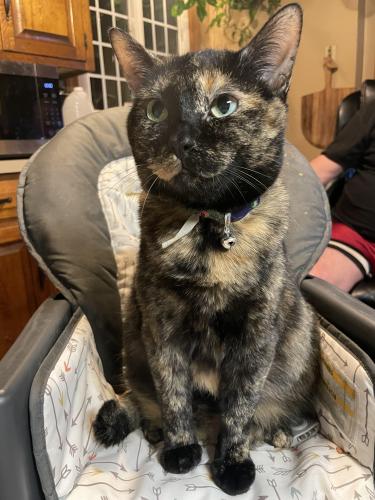 Lost Female Cat last seen Zion church rd and Pitstown Rd, Hickory, NC 28602