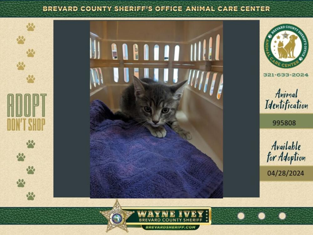 Shelter Stray Female Cat last seen Near Turnesa Drive, TITUSVILLE, FL, 32780, Melbourne, FL 32934