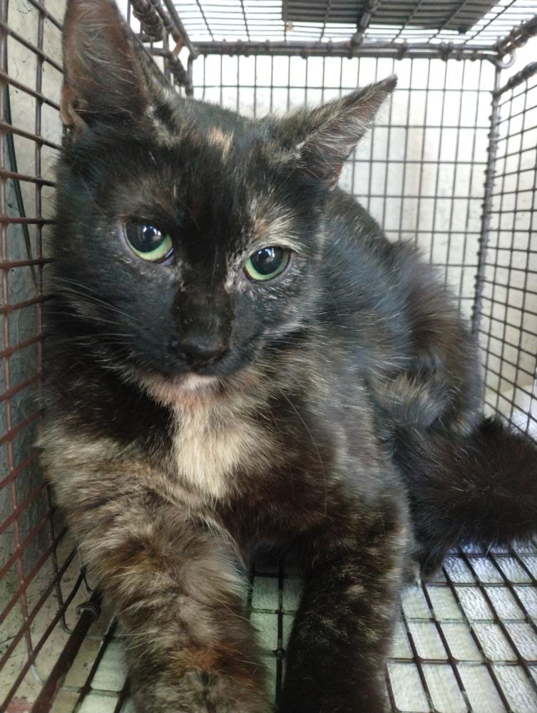 Shelter Stray Female Cat last seen Apt C,658 La-1252 Highway, CARENCRO, LA, 70520, Lafayette, LA 70507