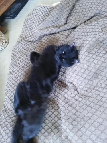 Lost Male Cat last seen Weimar cross road , Placer County, CA 95713