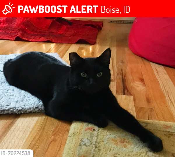 Lost Male Cat last seen W. Robertson Drive/Fairfield , Boise, ID 83709