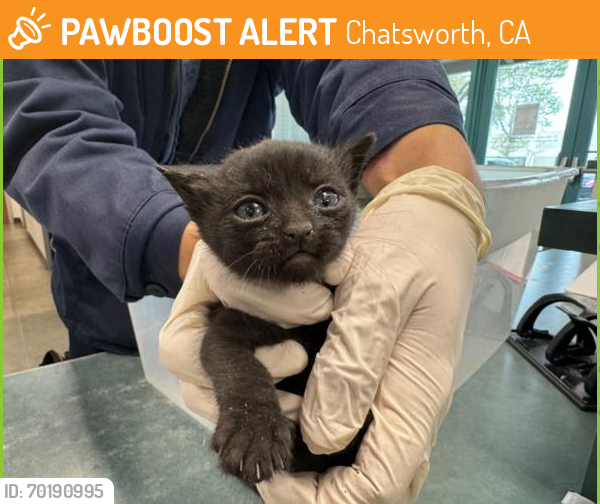 Shelter Stray Male Cat last seen , Chatsworth, CA 91311
