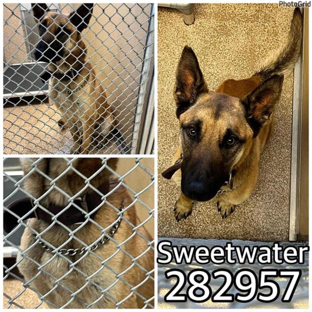 Shelter Stray Male Dog last seen SWEETWATER DR, Macon, GA 31216