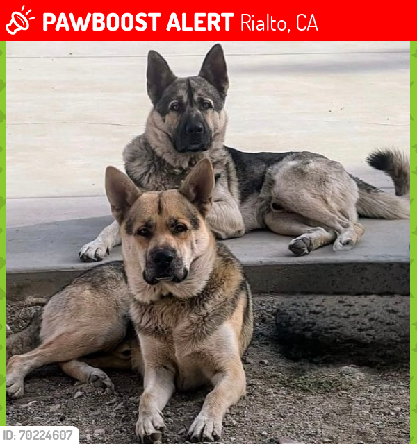 Lost Male Dog last seen Ayala and 210 freeway, Rialto, CA 92377
