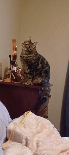 Lost Female Cat last seen Boston post road and hommocks rd, Larchmont, NY 10538