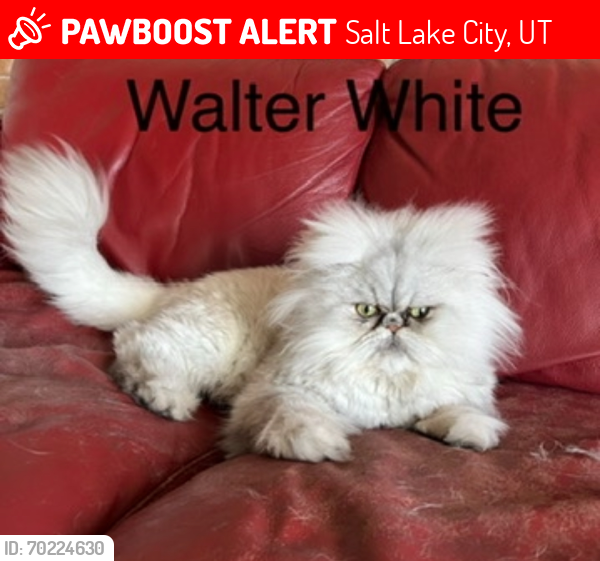 Lost Male Cat last seen Near S & 800 E, Salt Lake City, UT 84102