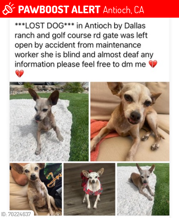 Lost Female Dog last seen Golf Course/Dallas Ranch area, Antioch, CA 94531