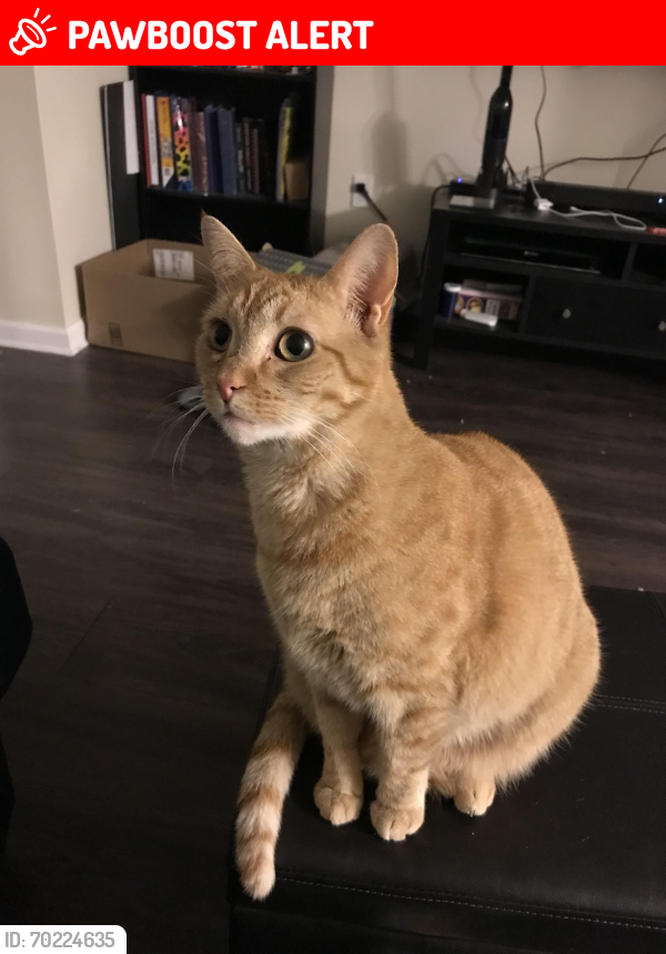 Lost Male Cat last seen Melrose lane and monitor dr, Anderson County, SC 29626