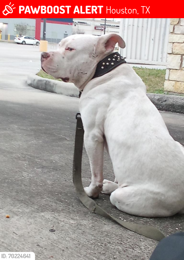 Lost Male Dog last seen Fuqua ,Sabo, Houston, TX 77089