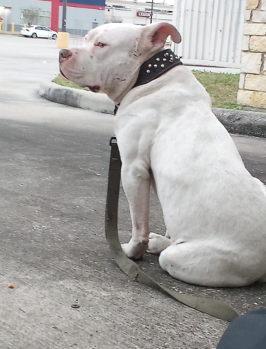 Lost Male Dog last seen Fuqua ,Sabo, Houston, TX 77089
