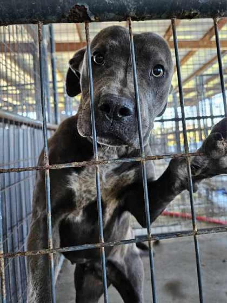 Shelter Stray Female Dog last seen Near FLORIDA, 70806, LA, Baton Rouge, LA 70820
