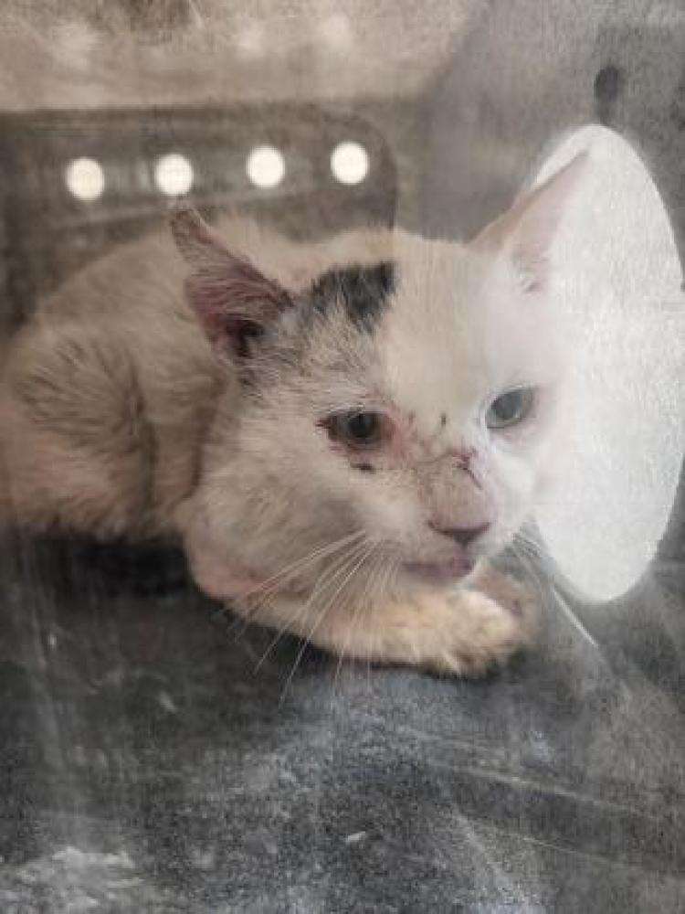 Shelter Stray Unknown Cat last seen Alexandria, VA 22306, Fairfax, VA 22032