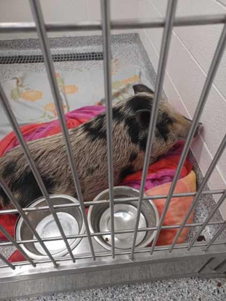 Shelter Stray Female Pig last seen Knoxville, TN 37918, Knoxville, TN 37919