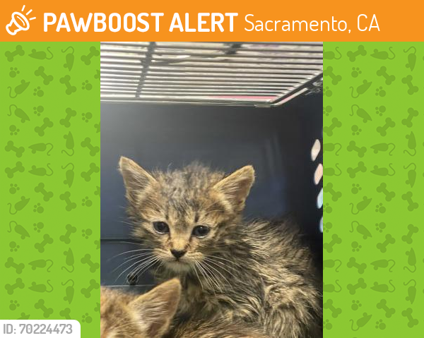 Shelter Stray Male Cat last seen Near Florin Perkins Road, Sacramento, CA 95828, City of Sacramento, , Sacramento, CA 95828