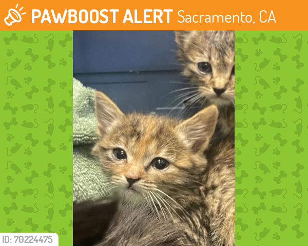 Shelter Stray Female Cat last seen Near Florin Perkins Road, Sacramento, CA 95828, City of Sacramento, , Sacramento, CA 95828