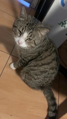 Lost Male Cat last seen Belmont Ave/Wyoming St, Pasadena, CA 91103