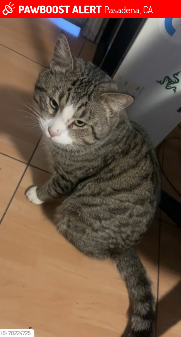 Lost Male Cat last seen Belmont Ave/Wyoming St, Pasadena, CA 91103