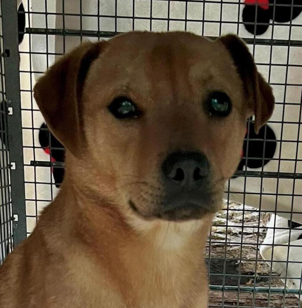 Shelter Stray Male Dog last seen Near NE William Sutton Road, Bremerton, WA, 98310, Silverdale, WA 98383