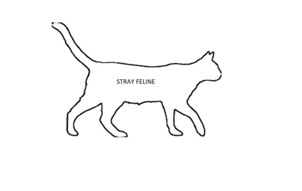 Shelter Stray Female Cat last seen Near Elder Street, TITUSVILLE, FL, 32796, Melbourne, FL 32934