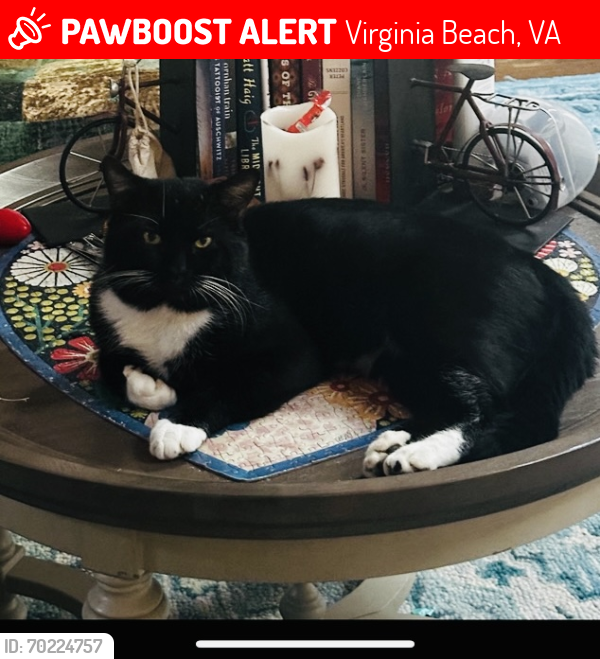 Lost Male Cat last seen Creeds hardware Va bch, Virginia Beach, VA 23457