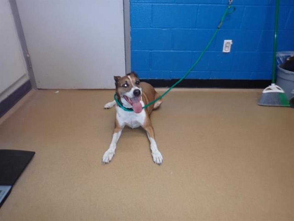 Shelter Stray Male Dog last seen WENTZVILLE, St. Peters, MO 63376