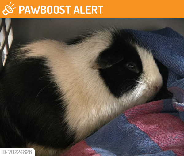 Shelter Stray Male Other last seen , Chatsworth, CA 91311