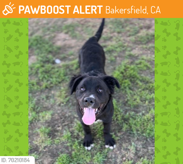 Shelter Stray Male Dog last seen Near E ROBERTS LN, BAKERSFIELD CA 93308, Bakersfield, CA 93308
