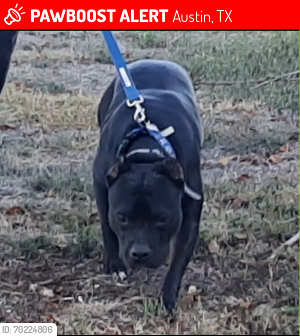 Lost Male Dog last seen Lava hill Rd Creedmoor dr , Austin, TX 78719