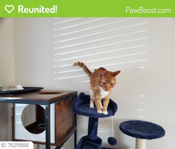 Reunited Female Cat last seen w. 97th Court and Pierce in Westcliff Neighborhood in Westminster, Colorado, Westminster, CO 80020