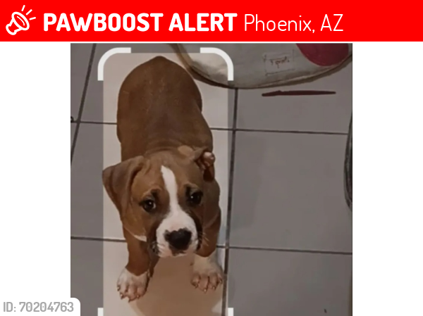 Lost Male Dog last seen 35th ave buckeye , Phoenix, AZ 85009
