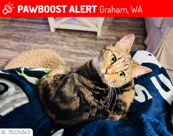 Lost Female Cat last seen 200th and Orting Kapowsin Hwy, Graham, WA 98338