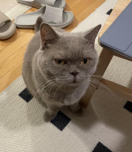 Lost Female Cat last seen North thornhill community center , Vaughan, ON L4J 8S7