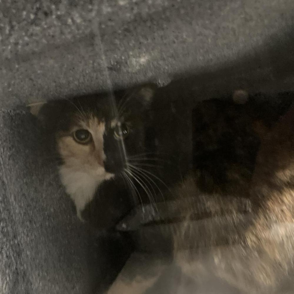 Shelter Stray Female Cat last seen , Greensboro, NC 27409