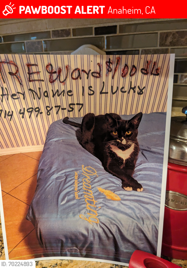 Lost Female Cat last seen State college and Ball rd, Anaheim, CA 92805