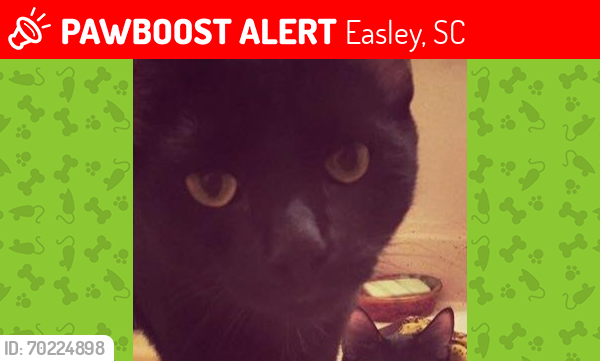 Lost Male Cat last seen Powdersville, Brushy Creek Rd, Easley, SC 29642