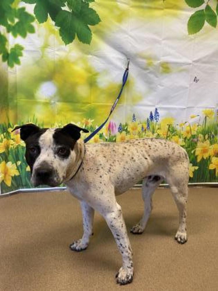 Shelter Stray Male Dog last seen Anderson County, SC 29624, Anderson, SC 29622