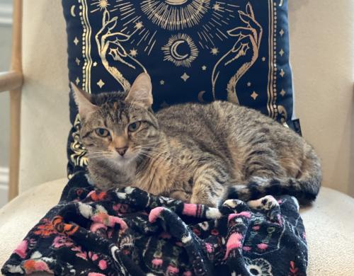 Lost Female Cat last seen The Falls at Imperial Oaks , Spring, TX 77386