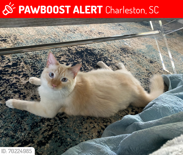 Lost Male Cat last seen James Prioleau Rd near Folly Rd, James Island , Charleston, SC 29412