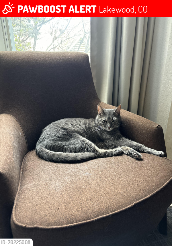 Lost Male Cat last seen West Calahan Ave. and south Quay Dr., Lakewood, CO 80232