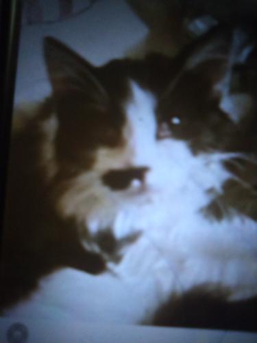 Lost Unknown Cat last seen 36th and Country club , Tucson, AZ 85713