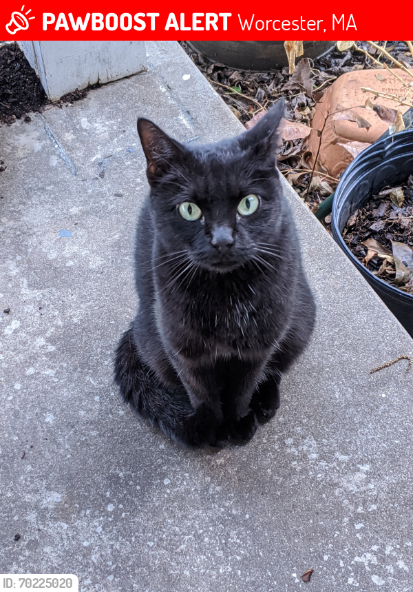 Lost Female Cat last seen Flint pond and Etre dr, Worcester, MA 01604