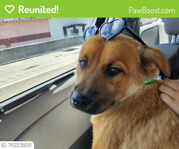 Reunited Male Dog last seen Near NW 24th Ct Fort Lauderdale 33311, Fort Lauderdale, FL 33311