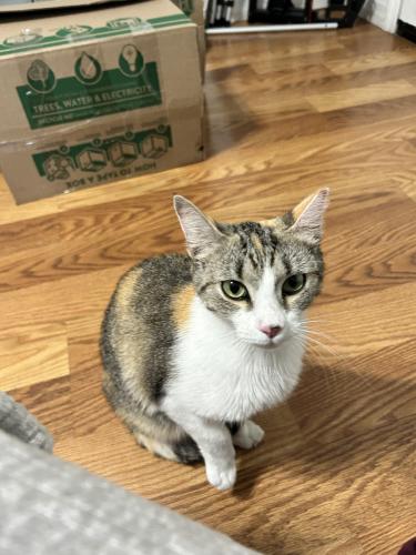 Lost Female Cat last seen By Hooters, Clearwater, FL 33767