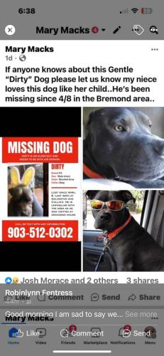 Lost Male Dog last seen Main, Bremond, TX 76629