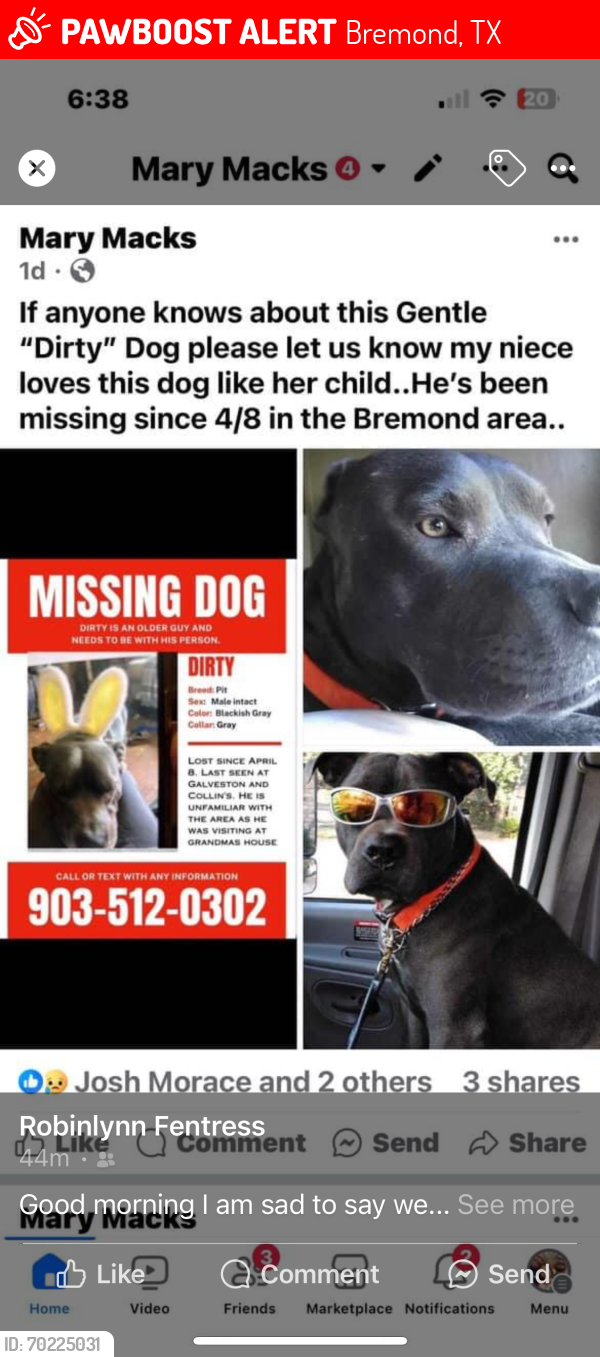 Lost Male Dog last seen Main, Bremond, TX 76629
