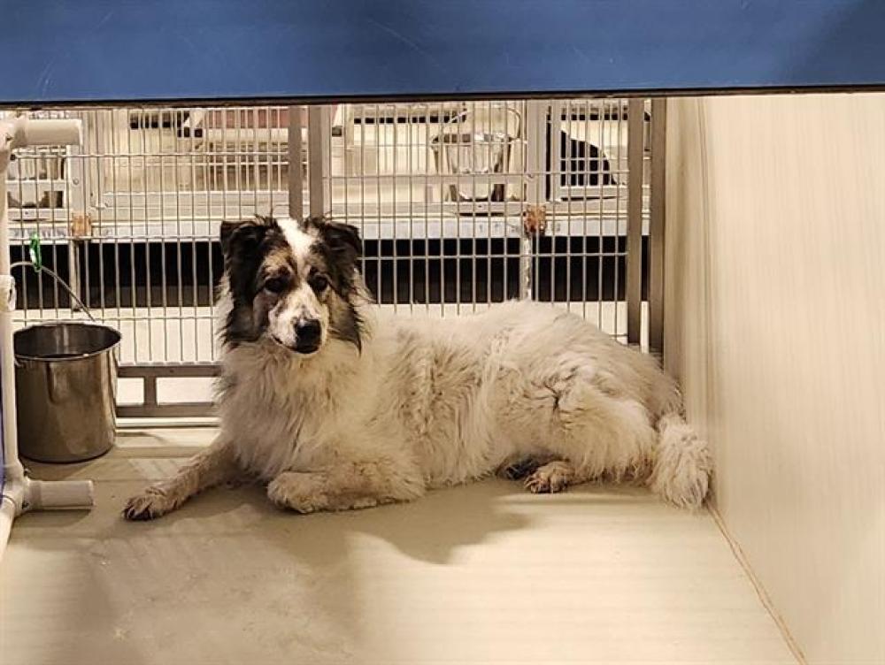 Shelter Stray Female Dog last seen Near BLOCK N CHESTER AVE, BAKERSFIELD CA 93308, Bakersfield, CA 93308
