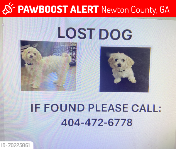 Lost Male Dog last seen Christian Circle Browns bridge, Newton County, GA 30016