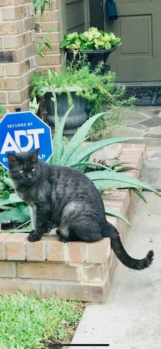 Lost Male Cat last seen Stone Mountain  neighborhood , San Antonio, TX 78258
