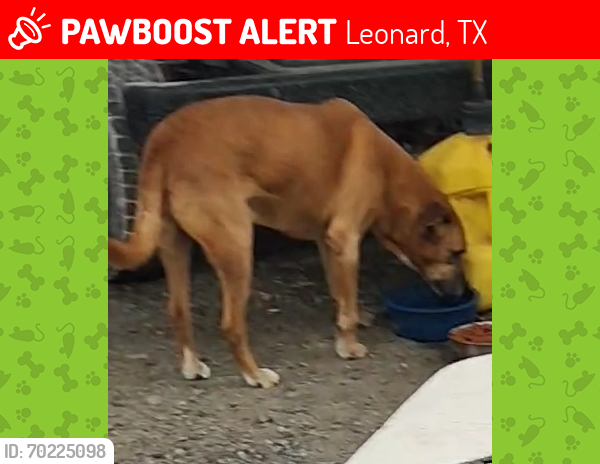 Lost Male Dog last seen Near and 4925 CR, Leonard, TX 75452