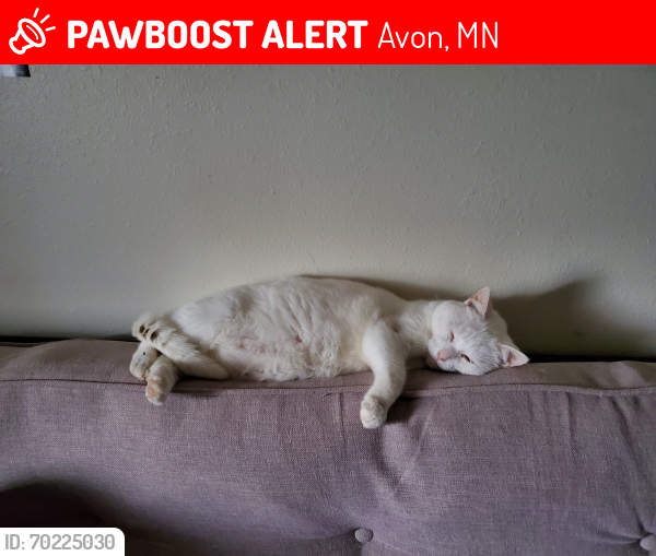 Lost Male Cat last seen Near Suncrest Dr, Avon, MN, Avon, MN 56310